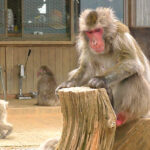京都嵐山モンキーパークのボス猿